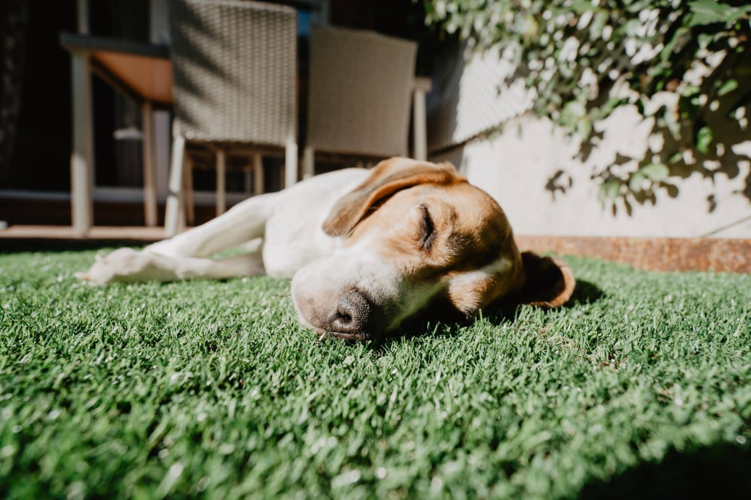 Cute Beagle on Lawn in Yard 2023 11 27 05 05 49 Utc Scaled E1710516275811